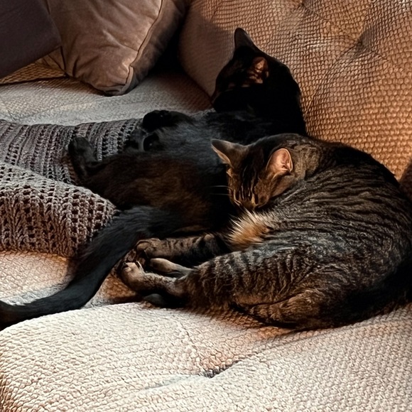 Meet your Posher, Barbara - Picture 7 of 16